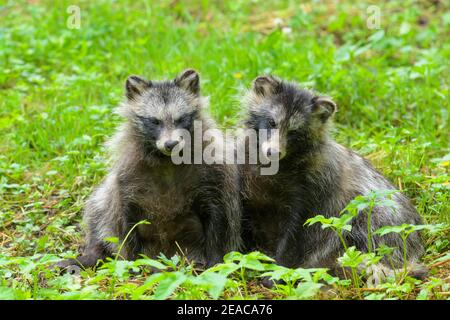 Raccoon cane, Nyctereutes procionoides, due animali Foto Stock