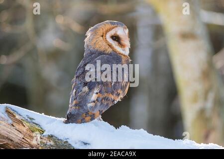 Gufo di fienile, Typto alba, in inverno Foto Stock
