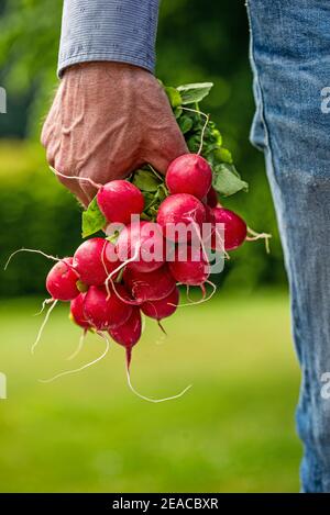 Rirradia con il verde nella mano di un uomo, jeans tagliati Foto Stock