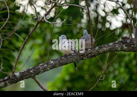 Due tortore macchiate sedute su un ramo di albero in un foresta Foto Stock