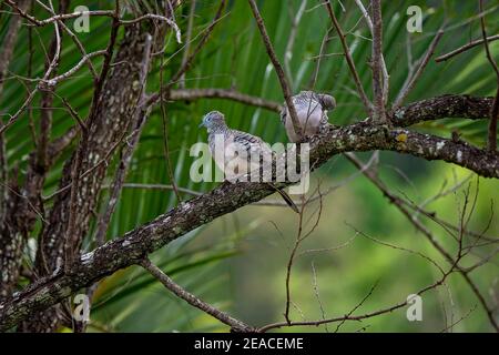 Due tortore macchiate sedute su un ramo di albero in un foresta Foto Stock