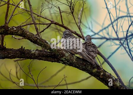 Due tortore macchiate sedute su un ramo di albero in un foresta Foto Stock