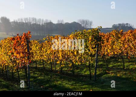 Inghilterra, Sussex orientale, vigneti con foglie autunnali vicino a Wichelsea Foto Stock