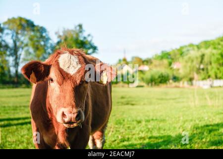 Una singola mucca marrone e bianca nel prato guarda la fotocamera Foto Stock