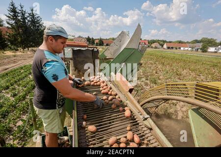 Wittichenau, alta Lusazia, Sassonia, Germania - la raccolta di patate presso l'azienda agricola a conduzione familiare Domanja e l'allevamento di verdure, un dipendente ordina le patate. Foto Stock