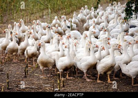 Wittichenau, alta Lusazia, Sassonia, Germania - le oche nel campo del mais, gli animali dell'azienda agricola Domanja a conduzione familiare e dell'allevamento di ortaggi sono tenuti in modo adeguato alle specie, con uno spazio generoso in conformità con gli standard biologici e alimentati con mangimi da fattoria autoprodotti. Foto Stock