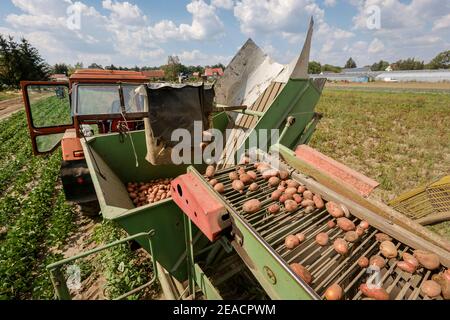Wittichenau, alta Lusazia, Sassonia, Germania - vendemmia di patate nella fattoria Domanja a conduzione familiare e nella fattoria di ortaggi. Foto Stock