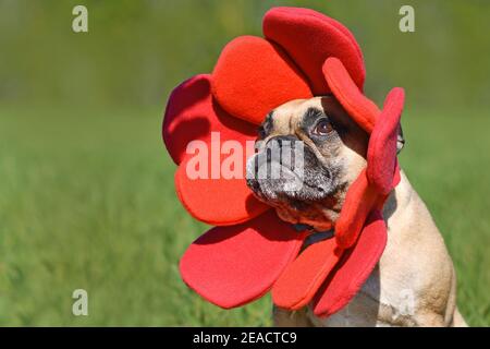 Bulldog francese vestito come divertente fiore di primavera con costume con fascia di petalo rosso Foto Stock