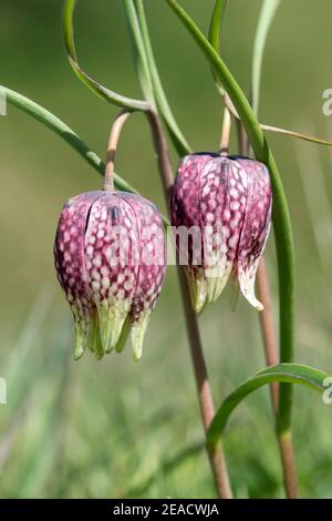 Fiori a scacchiera (Fritillaria meleagris), famiglia giglio (Liliaceae), Les Brenets, Giura, Svizzera Foto Stock