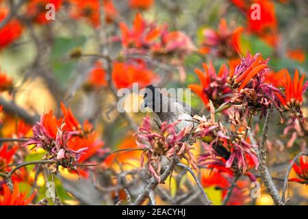 Bulbul [Pycnonotus tricolore] in fiore Corallo comune [Erythrina lysistemon], Monte Edgecombe Conservancy, KwaZulu Natal, Sudafrica. Foto Stock