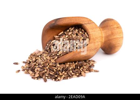 Latte semi di Thistle in paletta di legno, isolato su sfondo bianco. Silybum marianum, Scotch Thistle o Marian Thistle. Foto Stock