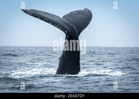 Megattere a Puerto Lopez, Ecuador Foto Stock