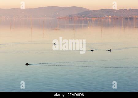 Vista tranquilla e da sogno di un lago, con anatre e uccelli acquatici che fanno linee sull'acqua Foto Stock