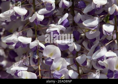 Primo piano di fiori viola e bianchi di Wisteria Foto Stock