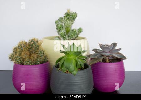 succulento e cactus in vaso di fiori. greenmall sempervivum mammillaria prolifera, mammillaria vetula eçeverya, succulente in vaso di fiori sfondo bianco Foto Stock