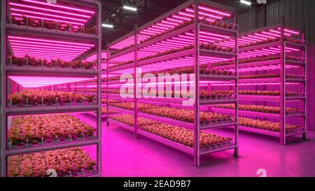 Stabilimento di ortaggi al coperto idroponico nel magazzino dello spazio espositivo. Interno della fattoria hydroponics. Insalata verde fattoria in hydroponics. Lattuga Ro Foto Stock