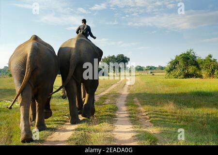 elefante a piedi nella savana Foto Stock