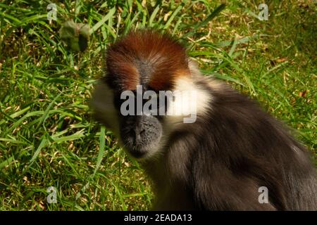 Mangabey (Cercocebus torquatus) Una scimmia Mangabey colata con sfondo verde naturale Foto Stock