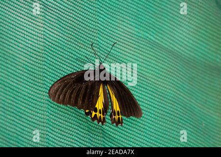 Uccelli comuni (Troides helena) una farfalla birdwing comune con sottali gialli appoggiati su a. sfondo verde naturale Foto Stock