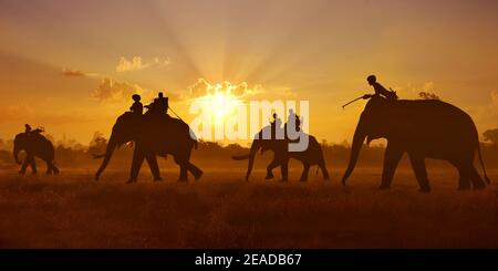 forma di elefante che cammina nella savana durante il tramonto Foto Stock