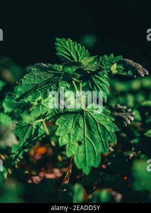 nettles nel bosco illuminato dal sole Foto Stock