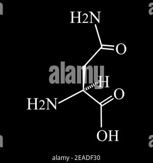 L'asparagina è un amminoacido. Formula chimica molecolare l'asparagina è amminoacido. Illustrazione vettoriale su sfondo isolato Illustrazione Vettoriale