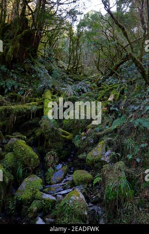 (Jianqing Huaigu Trai) all'area ricreativa della Foresta Nazionale di Taipingshan in Yilan, Taiwan Foto Stock