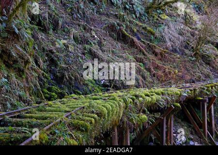 (Jianqing Huaigu Trai) all'area ricreativa della Foresta Nazionale di Taipingshan in Yilan, Taiwan Foto Stock