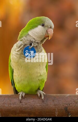 Scatto verticale di un parakeet monaco con sfondo marrone Foto Stock