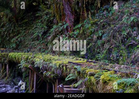 (Jianqing Huaigu Trai) all'area ricreativa della Foresta Nazionale di Taipingshan in Yilan, Taiwan Foto Stock