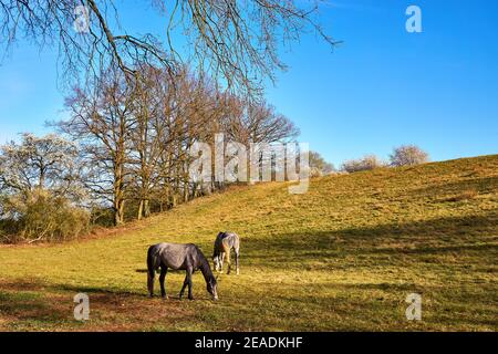 Due cavalli pascolano su una collina verde sotto il cielo blu. Foto Stock