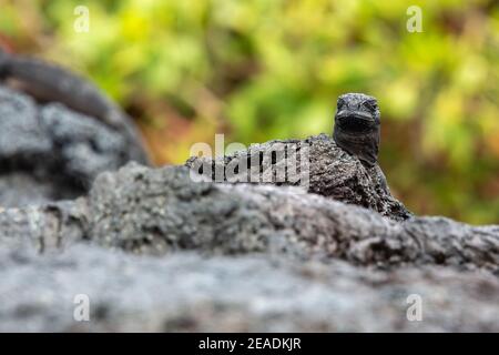 Galapagos marine iguana, isola di Isabela, Galapagos in Ecuador Foto Stock