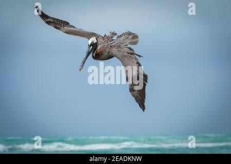 Pellicano bruno in volo , isola di Isabela nelle isole Galapagos, Ecuador Foto Stock