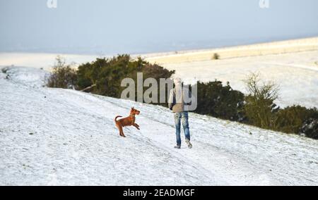 Brighton Regno Unito 9 febbraio 2021 - UN camminatore del cane nella neve a Devils Dyke sulla strada di South Downs appena a nord di Brighton oggi come alcune parti della Gran Bretagna sperimentare il giorno più freddo dell'inverno finora: Credit Simon Dack / Alamy Live News Foto Stock