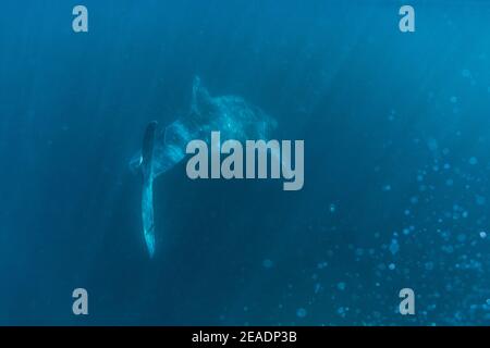 Squalo balena avvistato in Pintuyan, Padre Burgos, Leyte meridionale, Filippine, Sud Est Asiatico, Subacquea, Nuoto, Oceano Blu profondo Foto Stock