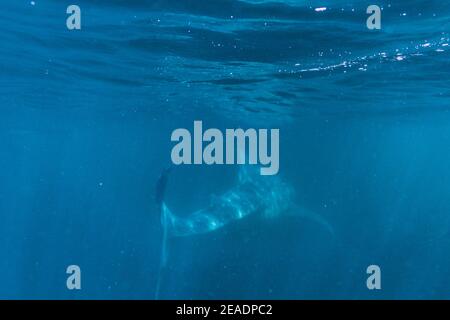 Squalo balena avvistato in Pintuyan, Padre Burgos, Leyte meridionale, Filippine, Sud Est Asiatico, Subacquea, Nuoto, Oceano Blu profondo Foto Stock