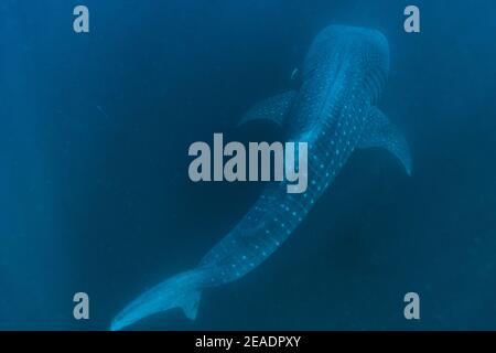 Squalo balena avvistato in Pintuyan, Padre Burgos, Leyte meridionale, Filippine, Sud Est Asiatico, Subacquea, Nuoto, Oceano Blu profondo Foto Stock