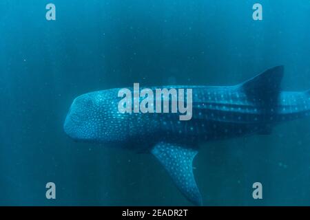 Squalo balena avvistato in Pintuyan, Padre Burgos, Leyte meridionale, Filippine, Sud Est Asiatico, Subacquea, Nuoto, Oceano Blu profondo Foto Stock