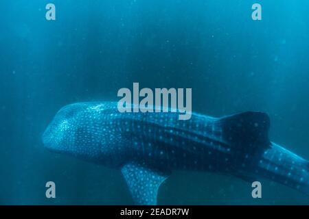 Squalo balena avvistato in Pintuyan, Padre Burgos, Leyte meridionale, Filippine, Sud Est Asiatico, Subacquea, Nuoto, Oceano Blu profondo Foto Stock