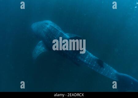 Squalo balena avvistato in Pintuyan, Padre Burgos, Leyte meridionale, Filippine, Sud Est Asiatico, Subacquea, Nuoto, Oceano Blu profondo Foto Stock