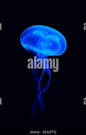 Meduse galleggianti in acqua Foto Stock