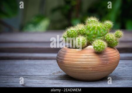 Cactus (echinopsis) in vasi di argilla su pavimento di legno, giardino di fondo. Foto Stock