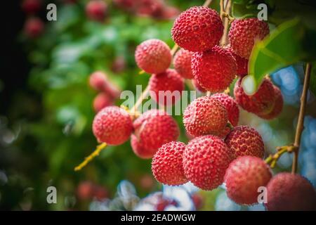 Primo piano su frutti di lychee maturi su albero nella piantagione, Thailandia Foto Stock