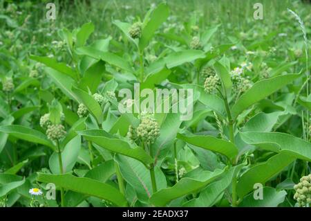 Asclepias siriaca, alghe comuni, fiore farfalla, alghe, una pianta di miele originaria del Canada considerata specie invasive in Europa come sopraffa Foto Stock
