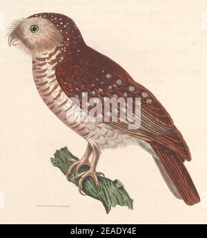 Ninox scutolata 1838 (2). Foto Stock