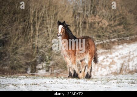Bella grande irlandese Gypsy COB cavallo nemico in piedi selvaggio in campo di neve sul terreno guardando verso la telecamera attraverso freddo profondo paesaggio invernale innevato da solo Foto Stock