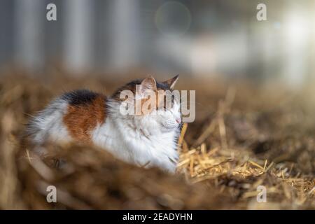 Bel gatto seduto snuggled up contenuti al sole su fresco paglia e fieno in cavalli stabile isolato da sfondo con raggi solari visibili che si guardano via Foto Stock