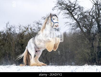 Bella grande irlandese zingaro cavallo cob foal correre selvaggio in neve al suolo che si alza in alto le grandi gambe anteriori in piuma verso la fotocamera attraverso le piume Foto Stock