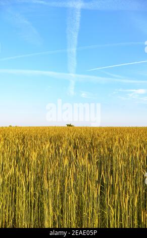 Campo di segale in una bella giornata di sole. Foto Stock