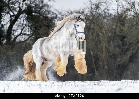 Bella grande irlandese zingaro cavallo cob foal correre selvaggio in neve al suolo che si alza in alto le grandi gambe anteriori in piuma verso la fotocamera attraverso le piume Foto Stock
